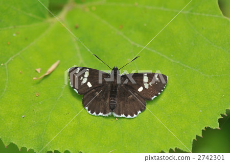 鯨魚蝴蝶的研究員 - Daiyemuseseri~ 鯨魚蝴蝶的研究員 - Daiyemuseseri~ 2742301