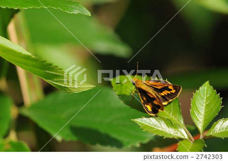 Fellow of the cetacean butterfly ~ Kimadaraseseri ~ 2742303