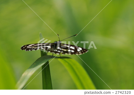 Fresh green tatami horse - Commiseji ~ Fresh green tatami horse - Commiseji ~ 2742320