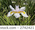  White flower 2742421