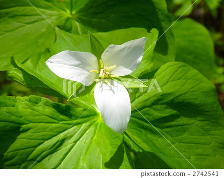 Elderly weed Elderly weed 2742541