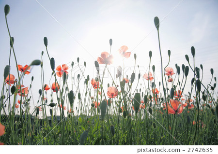 Poppy field Poppy field 2742635