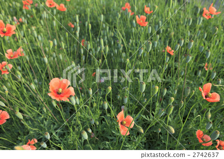 Poppy field Poppy field 2742637