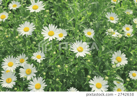 Margaret field 2742638