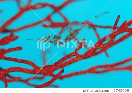 Akazushi櫻桃樹 Akazushi櫻桃樹 2742999