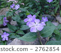 Periwinkle 2762854