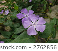 Periwinkle 2762856