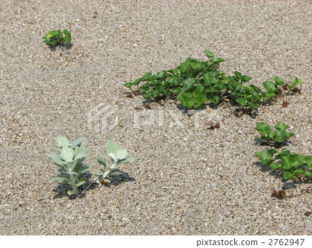 Sandy beach Sandy beach 2762947
