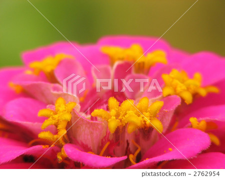 百日草 百日草 2762954