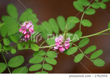 Komatsunagi　 2762956