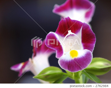 Torenia 2762984
