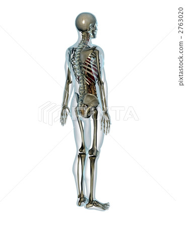 human body, skeleton, model 2763020