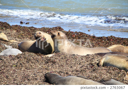 海洋動物 北美 瀕危物種 2763067