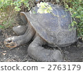 giant tortoise, turtle, latin america 2763179
