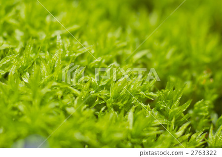 A group of Sugoro 2763322