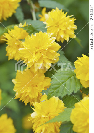 Yae Yamabuki的花 2763334