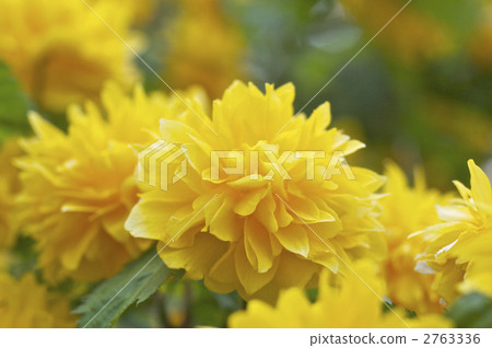 Yae Yamabuki的花 2763336