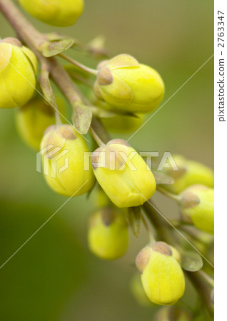 Heiringuanten花 Heiringuanten花 2763347