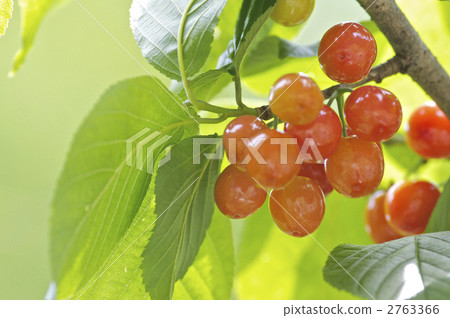 Cherry fruit 2763366