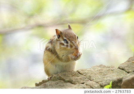 Ezoshimarisu 2763783