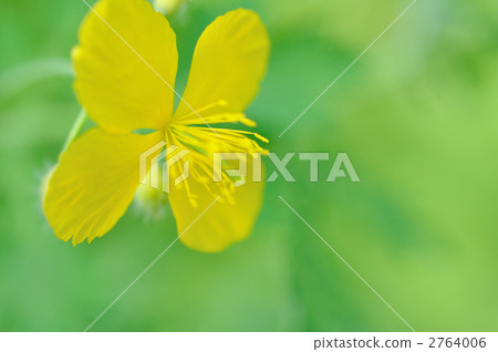 Xasanow (wild grass) 2764006