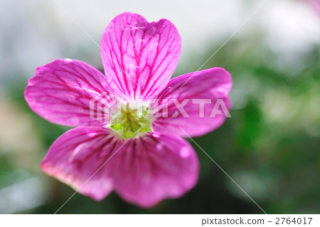 Frozou Frozou 2764017
