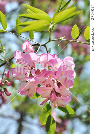 Safflower enjiu 2764034