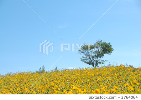 美瑛四季Ayana no Oka Heart Tree Ippuki Aoi Flower Field 美瑛四季Ayana no Oka Heart Tree Ippuki Aoi Flower Field 2764064