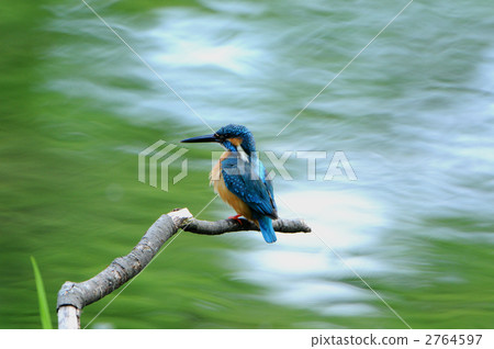 Kingfisher Kingfisher 2764597