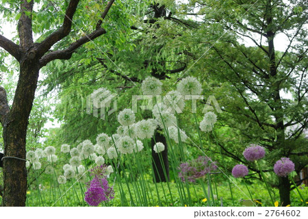 Allium Mount Elevest Allium Mount Elevest 2764602