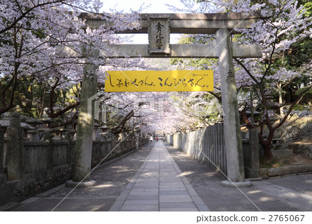 Kagawa prefecture Nakadatsu-gun Kotohira Town Omotesando Sakuraba is seen from the east (Daimon) side 2765067
