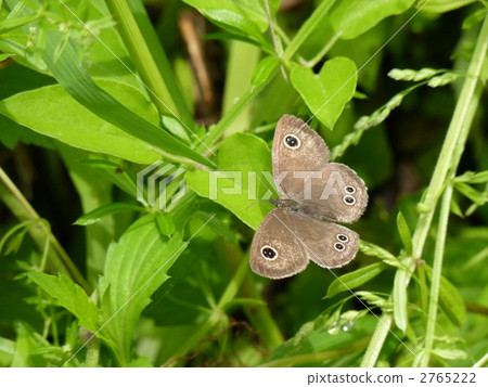 Ypthima argus 2765222