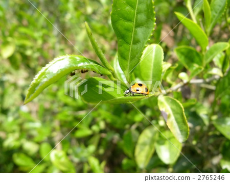 Nana Hoshi Tentou 2765246