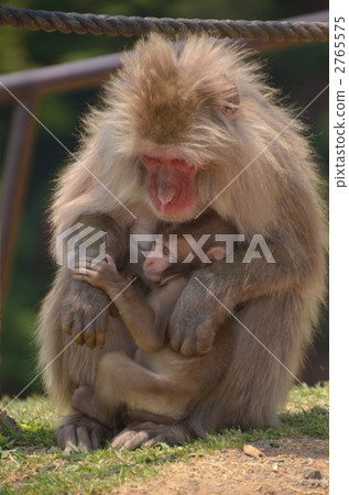 日本獼猴 猴子 父母和小孩 2765575