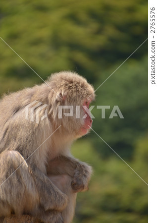 猴子 日本獼猴 動物 2765576