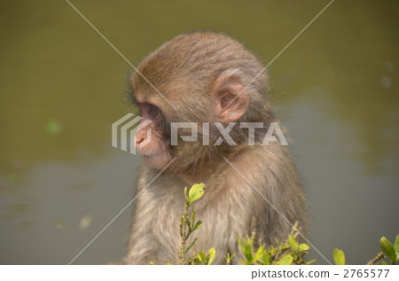 日本獼猴 小猴子 絨猴 2765577