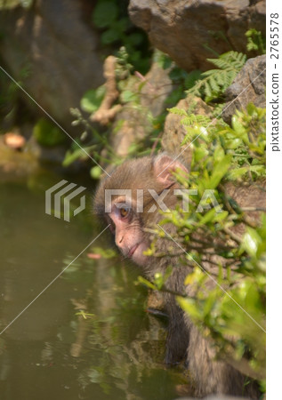 日本獼猴 小猴子 絨猴 2765578