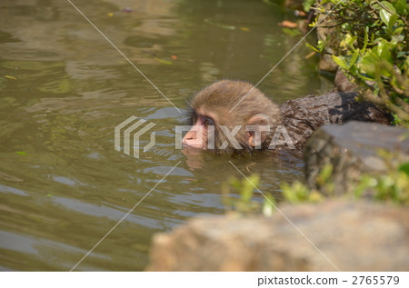日本獼猴 小猴子 絨猴 2765579