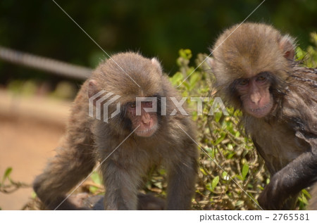 猴子 日本獼猴 小猴子 2765581