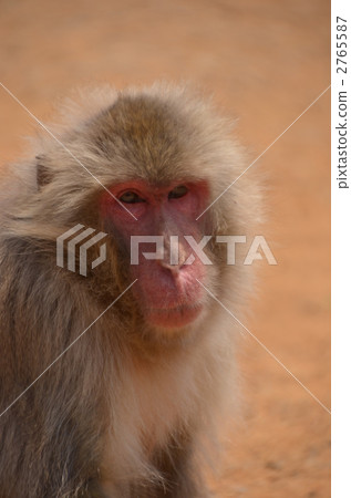 日本獼猴 猴子 動物 2765587