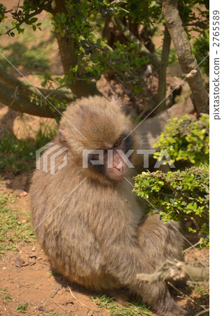猴子 日本獼猴 動物 2765589