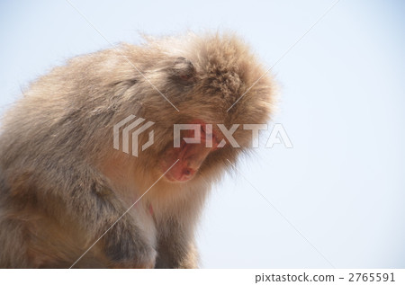猴子 日本獼猴 動物 2765591