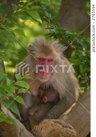 日本獼猴 猴子 動物 2765594