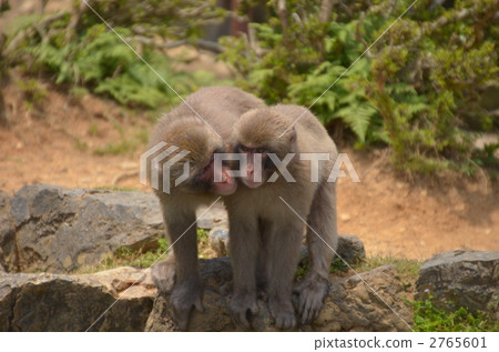 日本獼猴 小猴子 絨猴 2765601