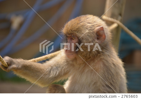 猴子 日本獼猴 動物 2765603