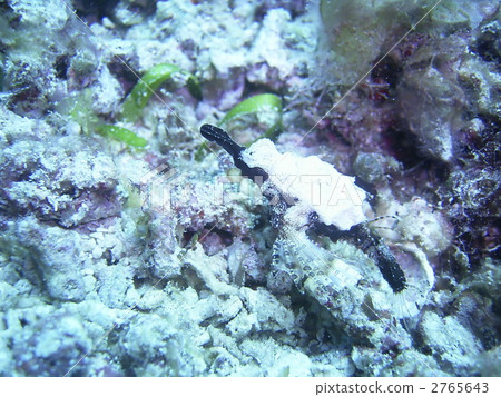 short dragonfish, fish, sea animals 2765643