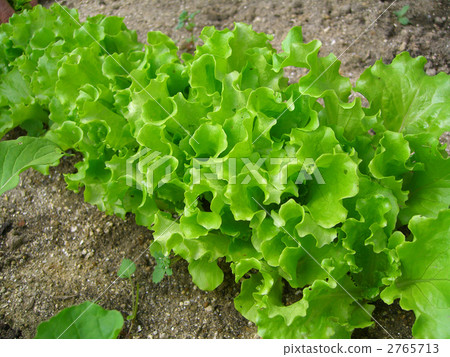 Lettuce of home garden Lettuce of home garden 2765713