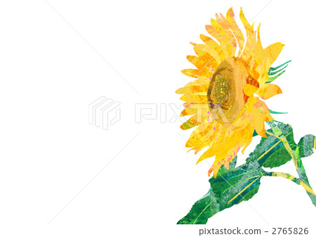 向日葵4側白背 2765826