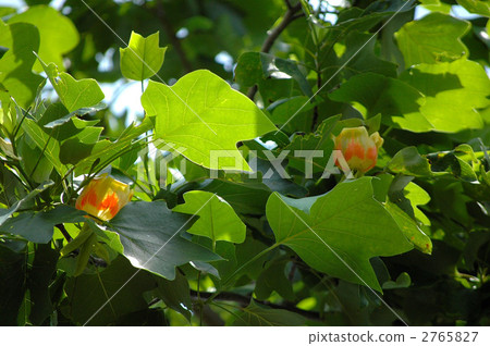 百合樹花 2765827