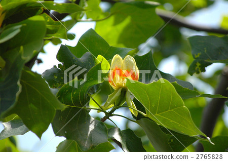 百合樹花 2765828